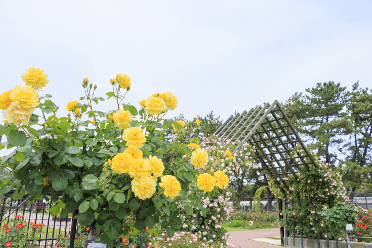 浜寺公園