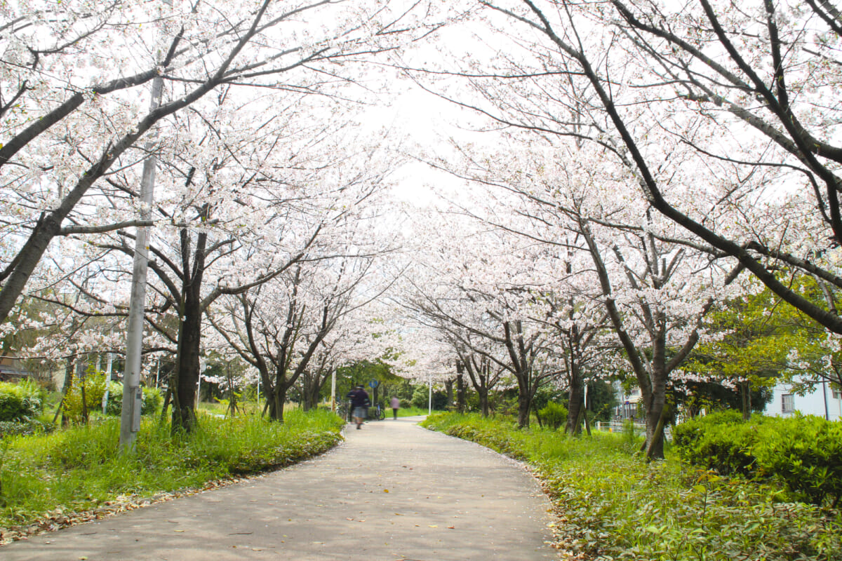 大野川緑陰道路