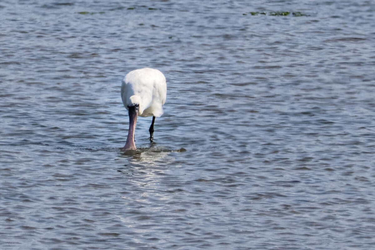 南港野鳥園