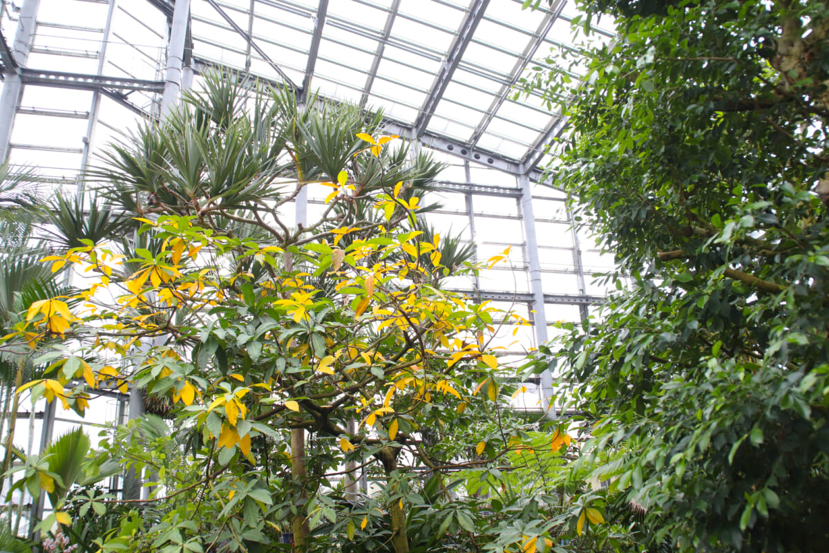 咲くやこの花館